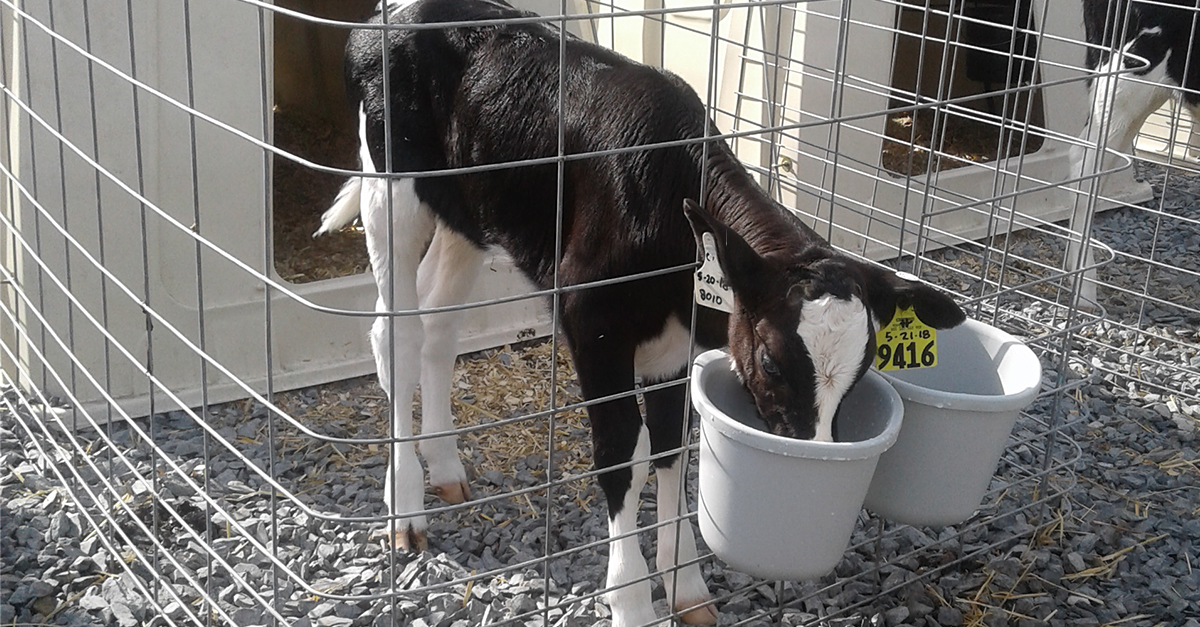 7 Steps to Start Calves on Starter Bovine Veterinarian